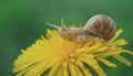 Grape snail on a dandelion flower on a green background in macro, side view.