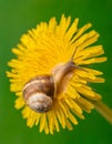 Grape snail on a dandelion flower on a green background in macro, side view.