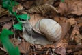 Grape snail feeding up with green leaf in undergrowth forest Royalty Free Stock Photo