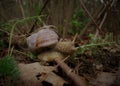 Grape snail, forest. Royalty Free Stock Photo