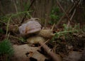 Grape snail, forest.