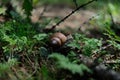 Grape snail in the forest on plants close-up Royalty Free Stock Photo