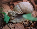 Snail gastropoda feeds up with green leaf in undergrowth forest Royalty Free Stock Photo