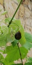 Grape snail on green leaves on brick wall background