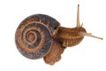 Grape snail (Helix pomatia)