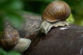 Grape snail helix pomatia on the rusted metal pipe after rain Royalty Free Stock Photo