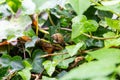 Grape snail hiding in the leaves and branches in San Marino