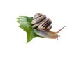 grape snail on leaf isolated on white background Royalty Free Stock Photo