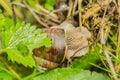 The grape snail lives in the garden and crawls along the green grass