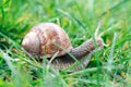 Grape snail macro crawling in the green grass in the garden in summer Royalty Free Stock Photo