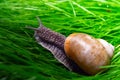 Grape snail on a mushroom against a blue sky