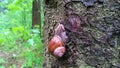 A grape snail with a shell is crawling along the trunk of a tree in a city park, clinging to the bark Royalty Free Stock Photo