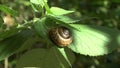 Grape snail sits on a leaf and eats it