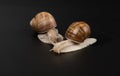 Grape snails on a dark background Royalty Free Stock Photo