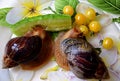 Grape snail eats a fresh cucumberPair of grape snails dine on fresh vegetables
