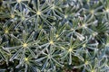 Grape Soda Lupine bush, Lupinus excubitus