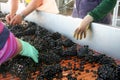 Grape Sorting Royalty Free Stock Photo