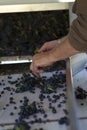 Grape Sorting