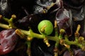 Grape stalk and skin remnants of eaten grape with one green unripened kernel present. Royalty Free Stock Photo