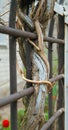 Grape stalks metal mesh fence encircles Royalty Free Stock Photo