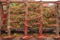 Grape stalks wagon with residues of crushing grapes Royalty Free Stock Photo