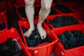 Grape stomping. Close up on crushing grapes with feet. Royalty Free Stock Photo