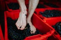 Grape stomping. Close up on crushing grapes with feet. Royalty Free Stock Photo