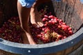 Grape stomping. Hunter Valley. New South Wales. Australia Royalty Free Stock Photo