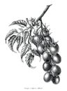 Grape tomato branch vintage engraving illustration black and white clip art isolated on white background Royalty Free Stock Photo