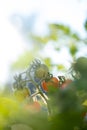 Grape tomatoes growing on a vine in the summer sun Royalty Free Stock Photo