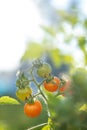 Grape tomatoes growing on a vine in the summer sun Royalty Free Stock Photo