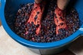 Grape-treading for wine, traditional for home winemaking. Stomping grapes with bare feet Royalty Free Stock Photo