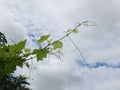 grape tree branch with leaves and vines with cloudy blue sky Royalty Free Stock Photo