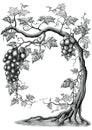 Grape tree hand drawing vintage engraving illustration on white