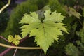 Grape tree leaf with raindrops on it. close-up. Royalty Free Stock Photo