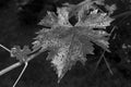 Grape tree leaf with raindrops on it. close-up. Royalty Free Stock Photo