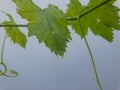 a grape tree leaf with a water droplet hanging on tip of it Royalty Free Stock Photo