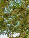 A grape tree with ripe fruits under the rays of the morning sun Royalty Free Stock Photo