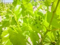 Grape trees Greek grapes for wine.