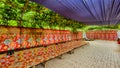 Grape trellis in newly built Turpan Uyghur farmhouse in China