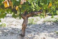 Grape trunk. Grapevine detail with trunk and earth