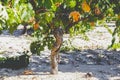 Grape trunk. Grapevine detail with trunk and earth