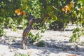 Grape trunk. Grapevine detail with trunk and earth