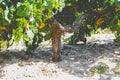 Grape trunk. Grapevine detail with trunk and earth