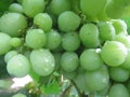 Grape is a type of fruit that grows in groups Royalty Free Stock Photo