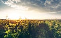 Grape Valley In Soft Sunset Light, Growing Vineyard, Picturesque Rural Landscape Royalty Free Stock Photo