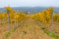 Grape valley vineyard at fall countryside village foliage Royalty Free Stock Photo
