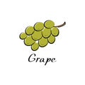 Grape vector cartoon flat illustration. Vine bunch. Fresh berry fruit and vegetable logo