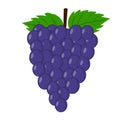 Grape vector.Fresh grape illustration.