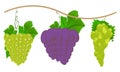 Grape Vector And Illustration Bundle. Royalty Free Stock Photo